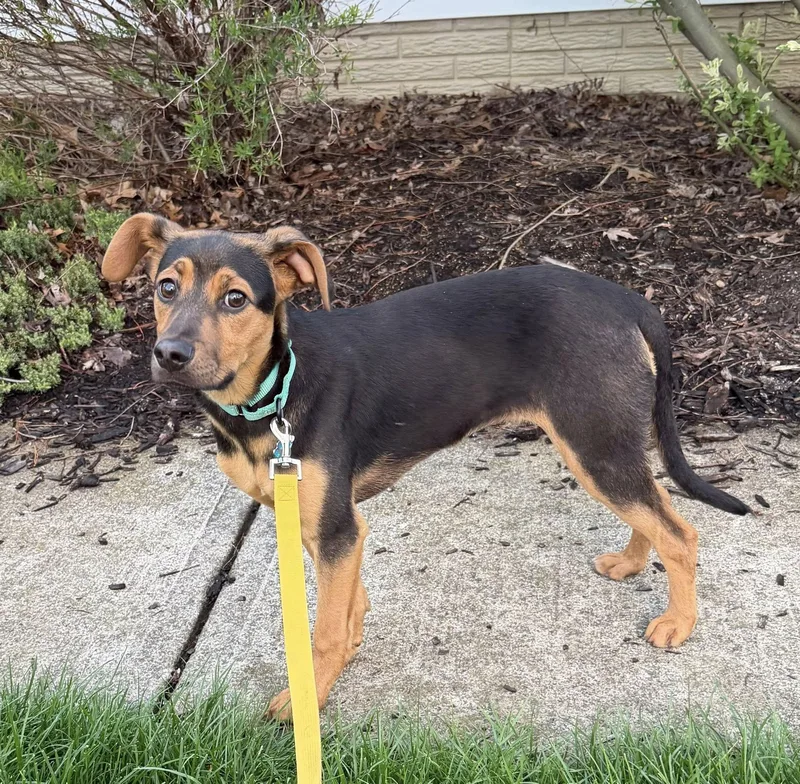 Moonstone thumbnail 4