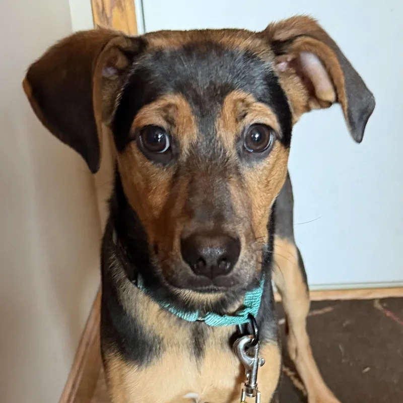 A baby medium-sized female Bicolor Beagle dog named Moonstone for adoption in Grafton, OH