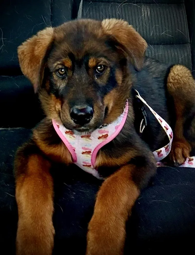 A baby medium-sized male Black German Shepherd Dog dog named Hunter for adoption in Midway City, CA