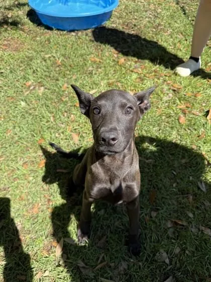 A baby small-sized male Mixed Breed dog named Charleypatton for adoption in Covington, LA