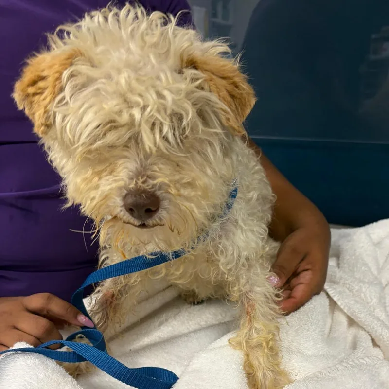 An adult small-sized female White / Cream Miniature Poodle dog named Siri for adoption in Newark, NJ