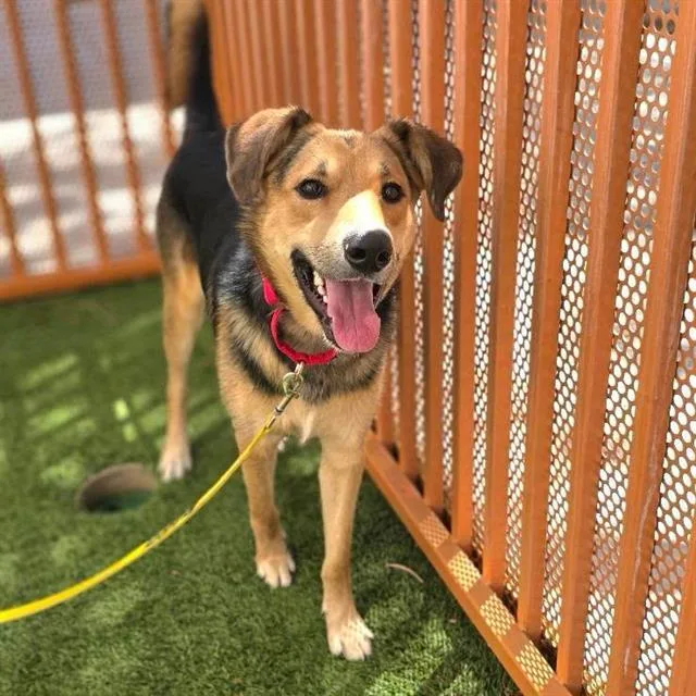 A young large-sized male German Shepherd Dog dog named Ono for adoption in Las Vegas, NV