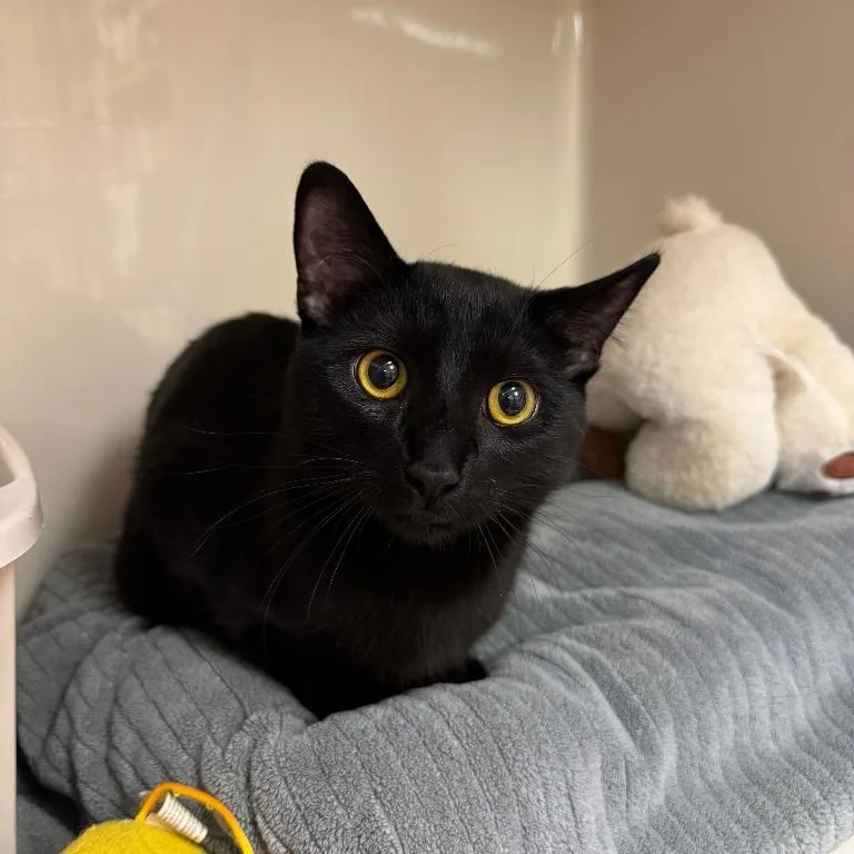 A young medium-sized male Black Domestic Short Hair cat named Nico for adoption in Tomah, WI