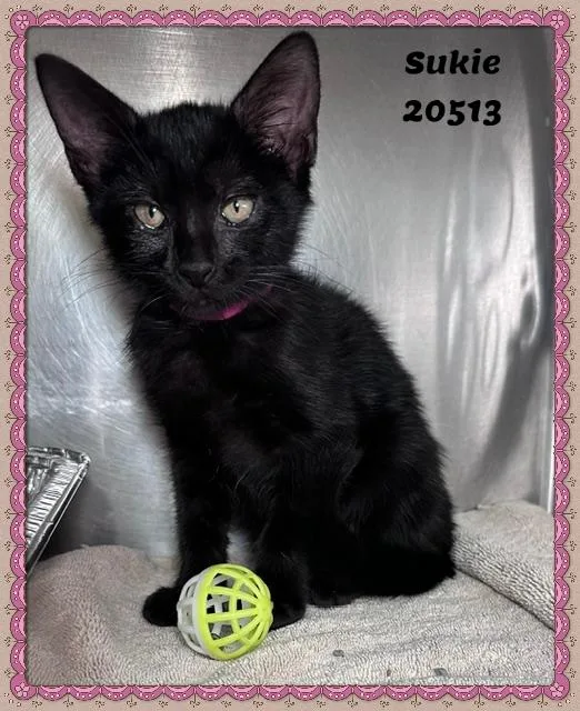 A baby small-sized female Black Domestic Short Hair cat named Sukie for adoption in Marietta, GA