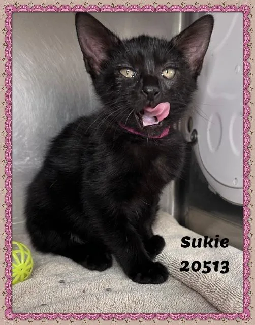 Sukie thumbnail 2