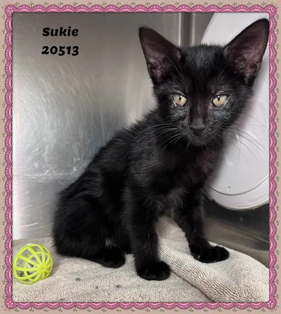 Sukie thumbnail 3