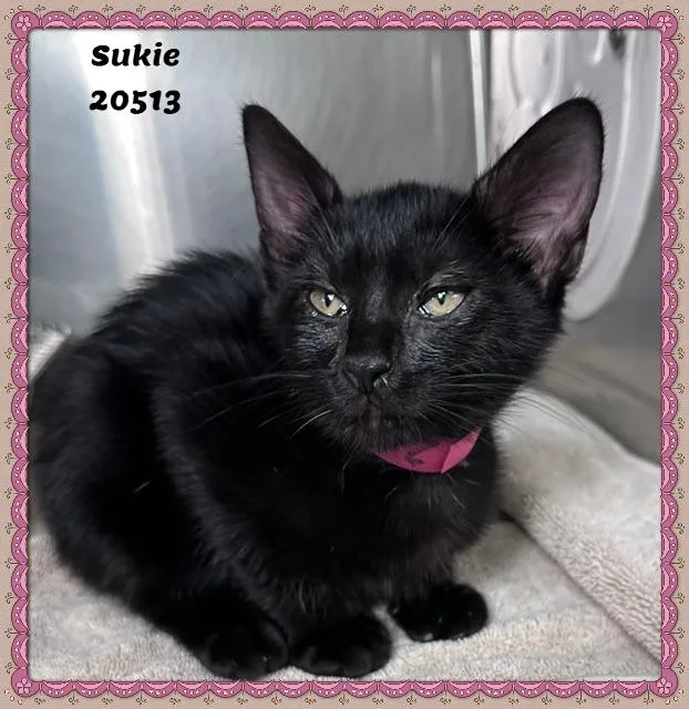 Sukie thumbnail 5