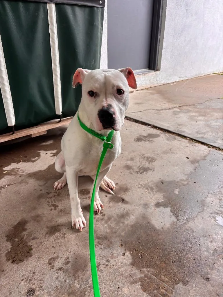 A young medium-sized female American Staffordshire Terrier dog named Kj for adoption in Port Jervis, NY