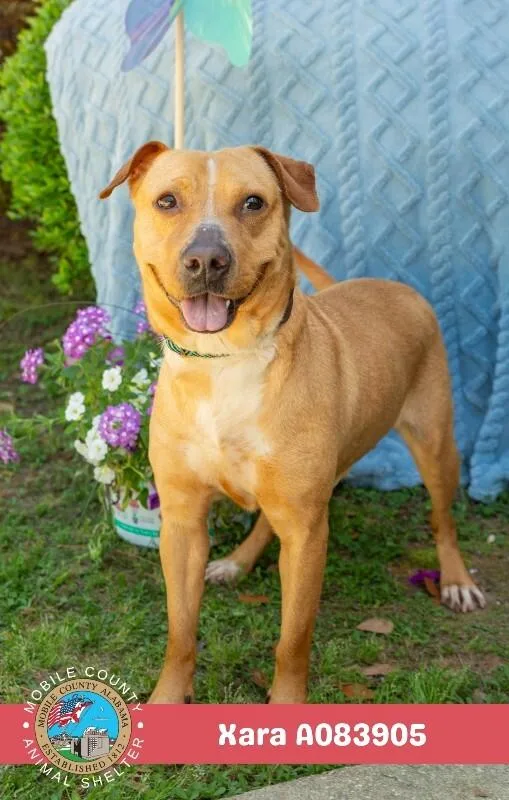 An adult medium-sized female White / Cream Labrador Retriever dog named Xara for adoption in Mobile, AL