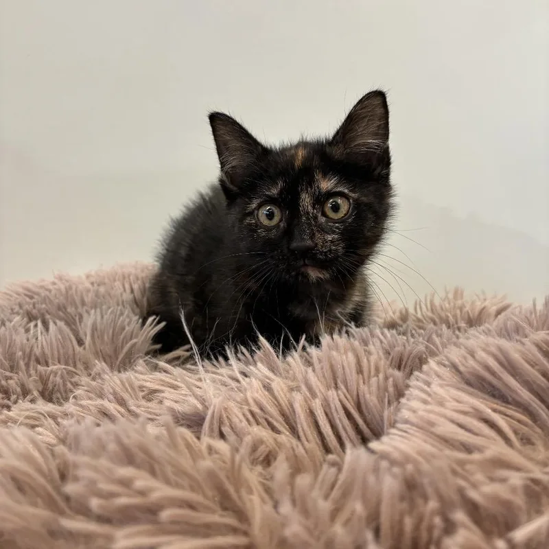 A baby small-sized female Calico Domestic Short Hair cat named Chai for adoption in East Hampton, NY