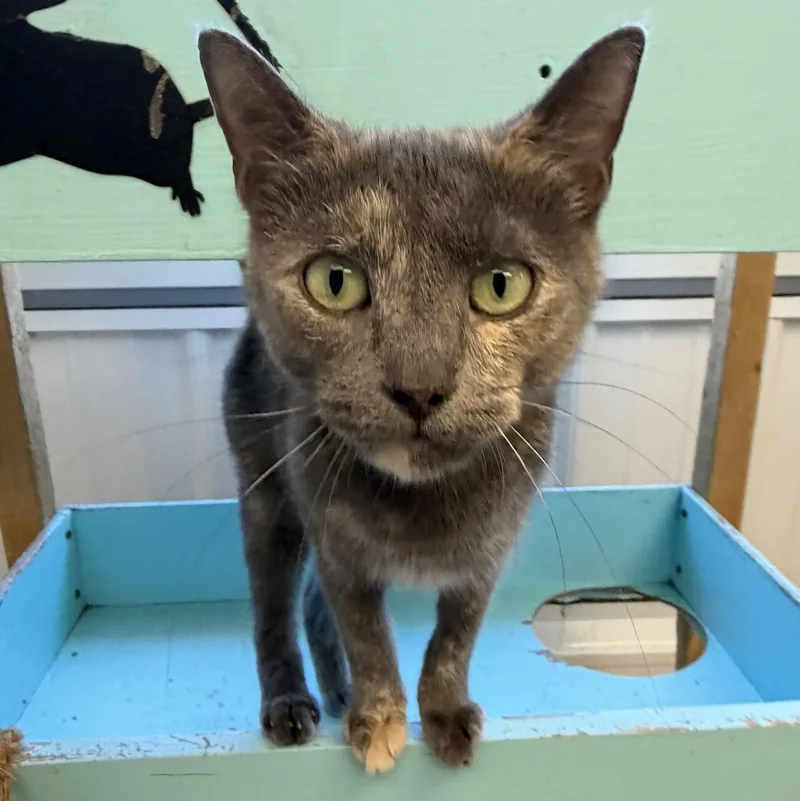 An adult small-sized female Domestic Short Hair cat named Canvas for adoption in Alma, MI