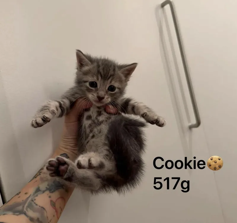 A baby small-sized female Gray / Blue / Silver Domestic Short Hair cat named The Snack Litter for adoption in Weehawken, NJ