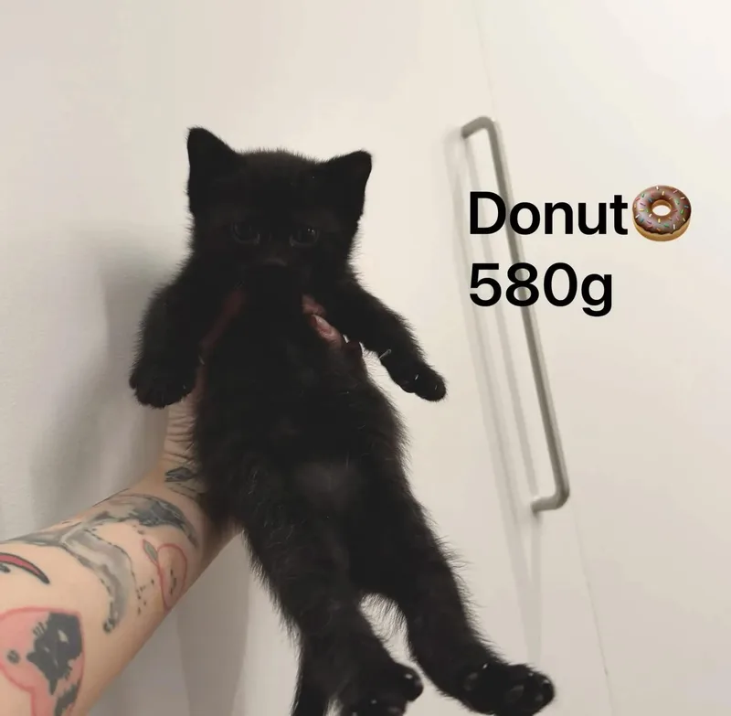 The Snack Litter thumbnail 2