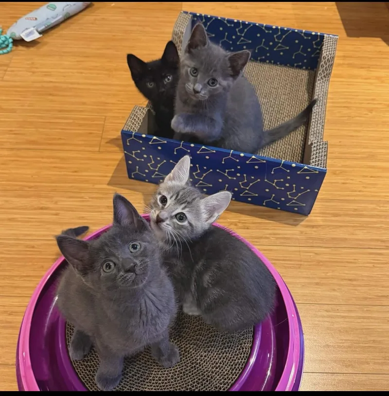 The Snack Litter thumbnail 3