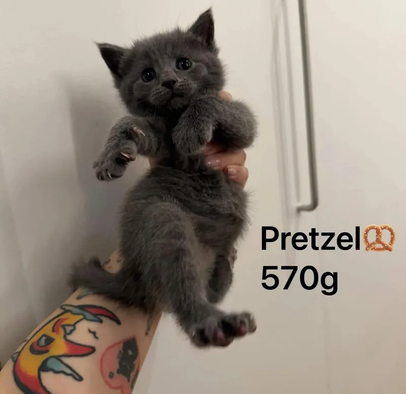The Snack Litter thumbnail 4