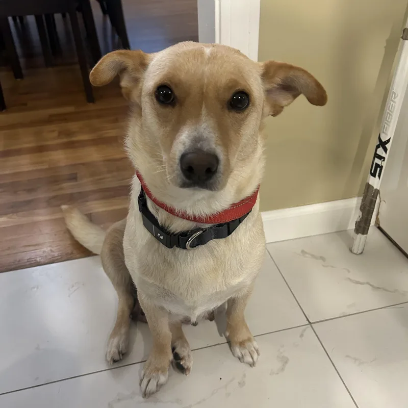 A young medium-sized female Yellow / Tan / Blond / Fawn Corgi dog named Miss America Momma Musical for adoption in Andover, MA