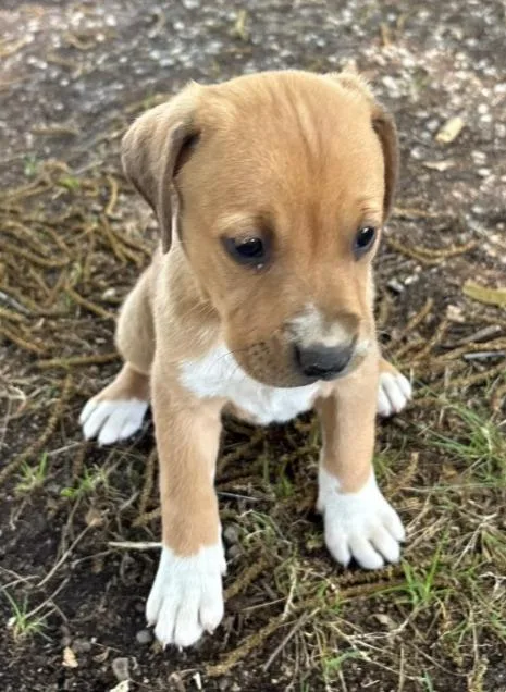 A baby medium-sized female Hound dog named Wrigley for adoption in Hartsville, SC