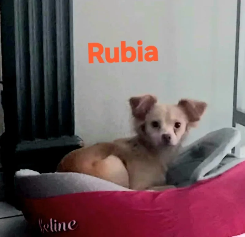 A baby small-sized female Chihuahua dog named Rubia for adoption in New Port Richey, FL