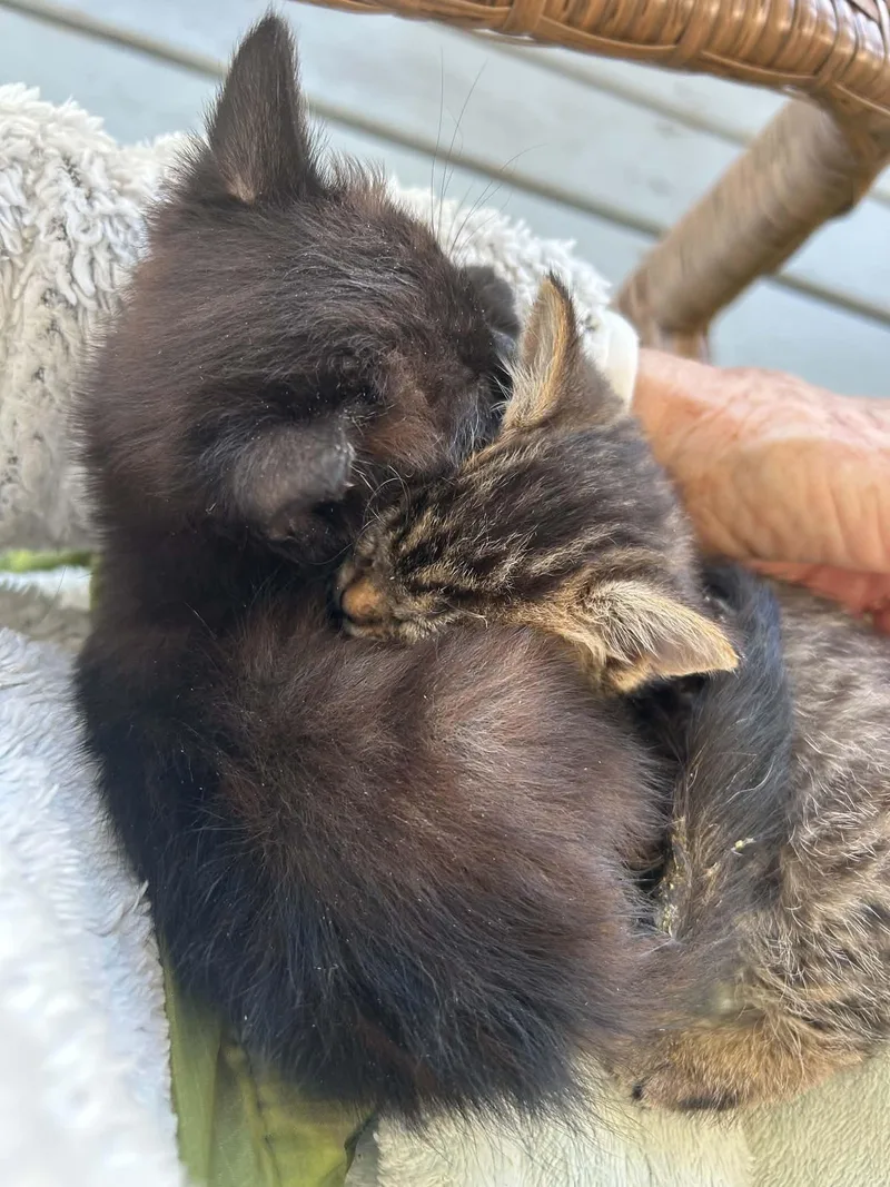 Cisco And Lorna
