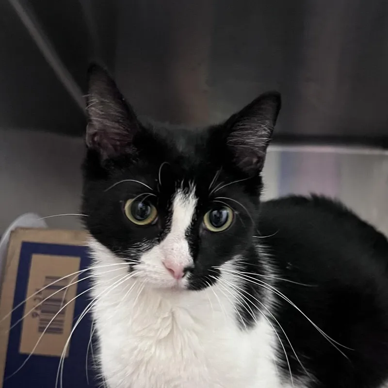 An adult large-sized female Black Domestic Short Hair cat named Lilly for adoption in West Olive, MI