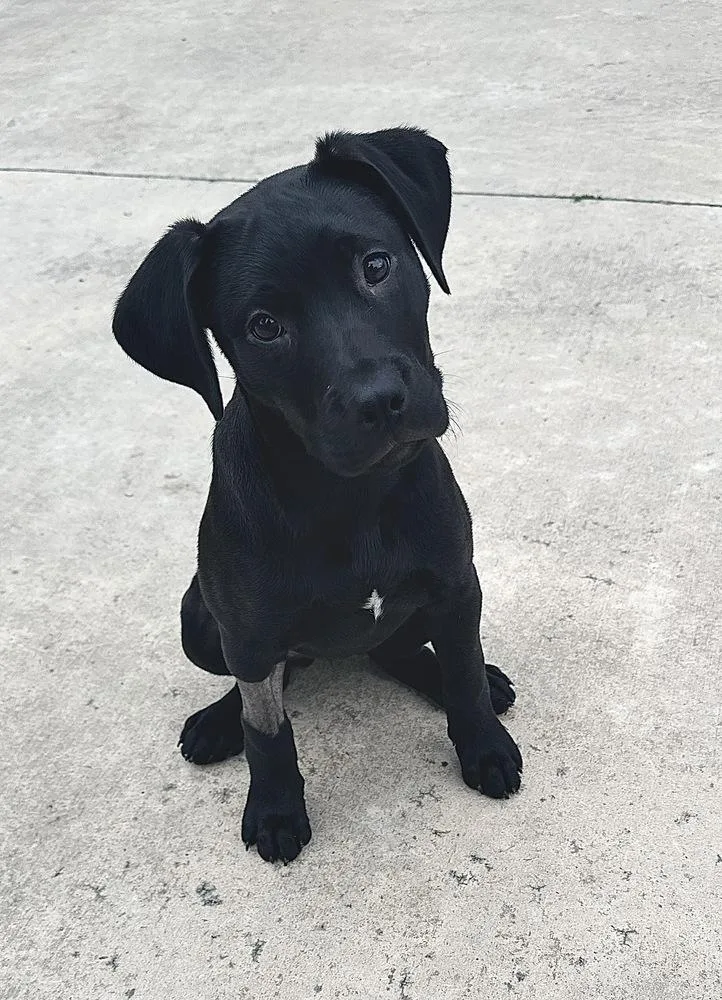 Spark Plug Big Rig thumbnail 2