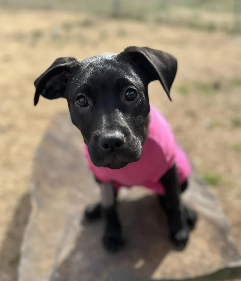 Spark Plug Big Rig thumbnail 3