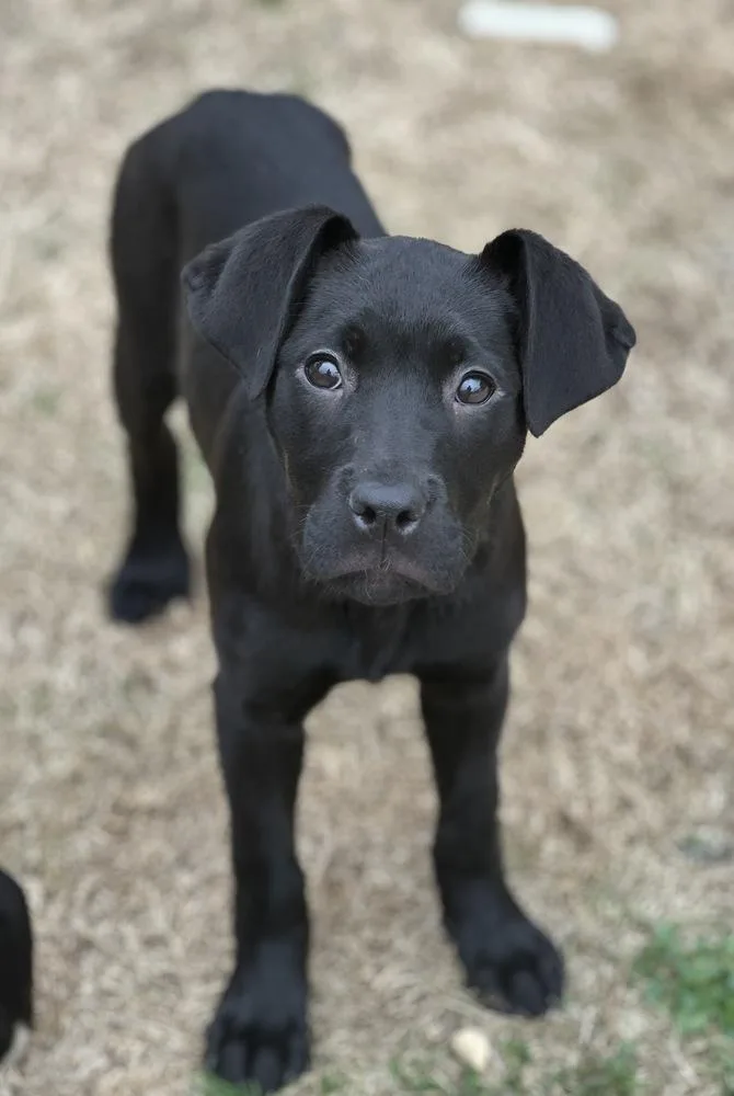 Spark Plug Big Rig thumbnail 4