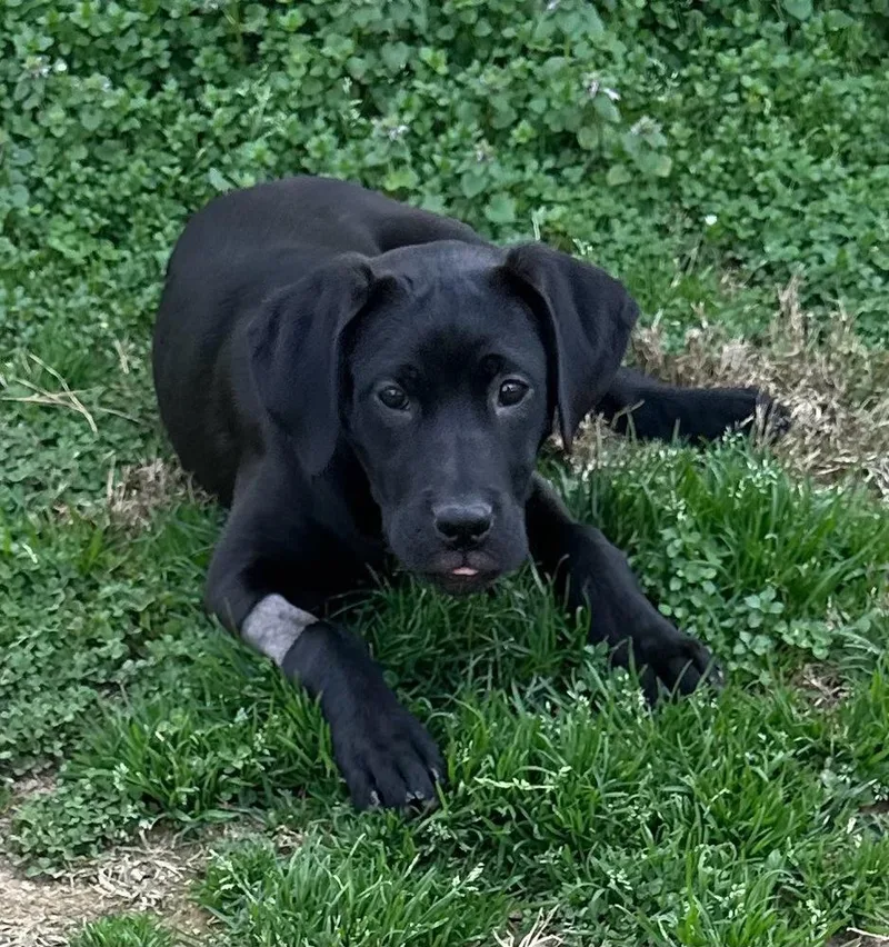 Spark Plug Big Rig thumbnail 5