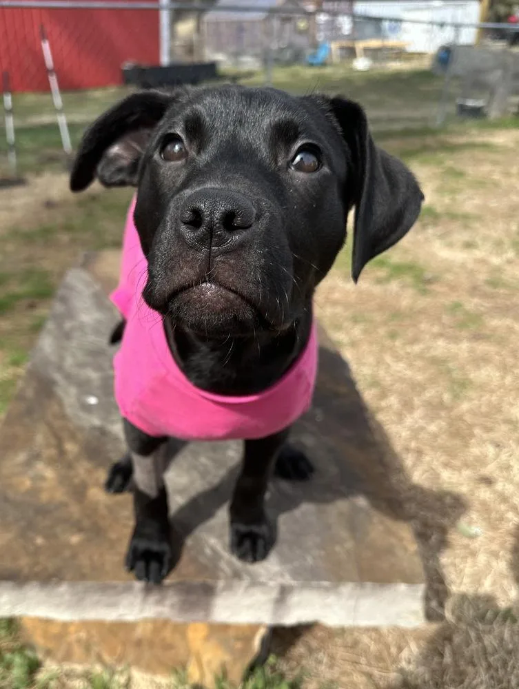 Spark Plug Big Rig thumbnail 6