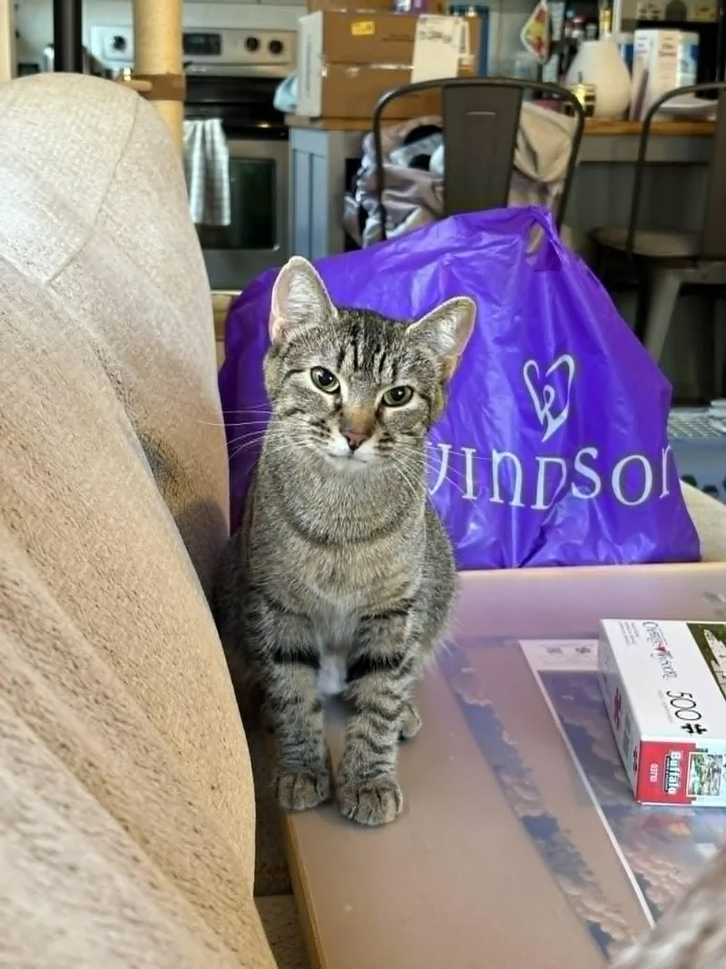 An adult medium-sized female Tabby (Buff / Tan / Fawn) Domestic Short Hair cat named Labarbara for adoption in Richmond, VA