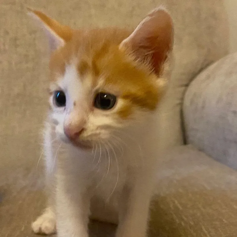 A baby small-sized male Orange / Red Domestic Short Hair cat named Achilles for adoption in Flower Mound, TX