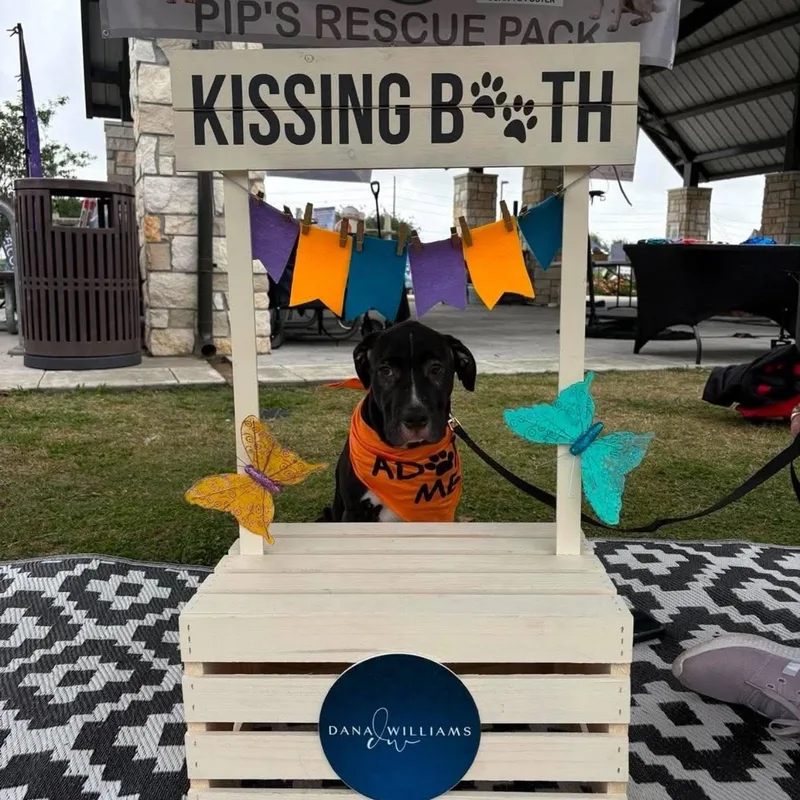 A young medium-sized male Black Pit Bull Terrier dog named Bullseye for adoption in Martinez, CA