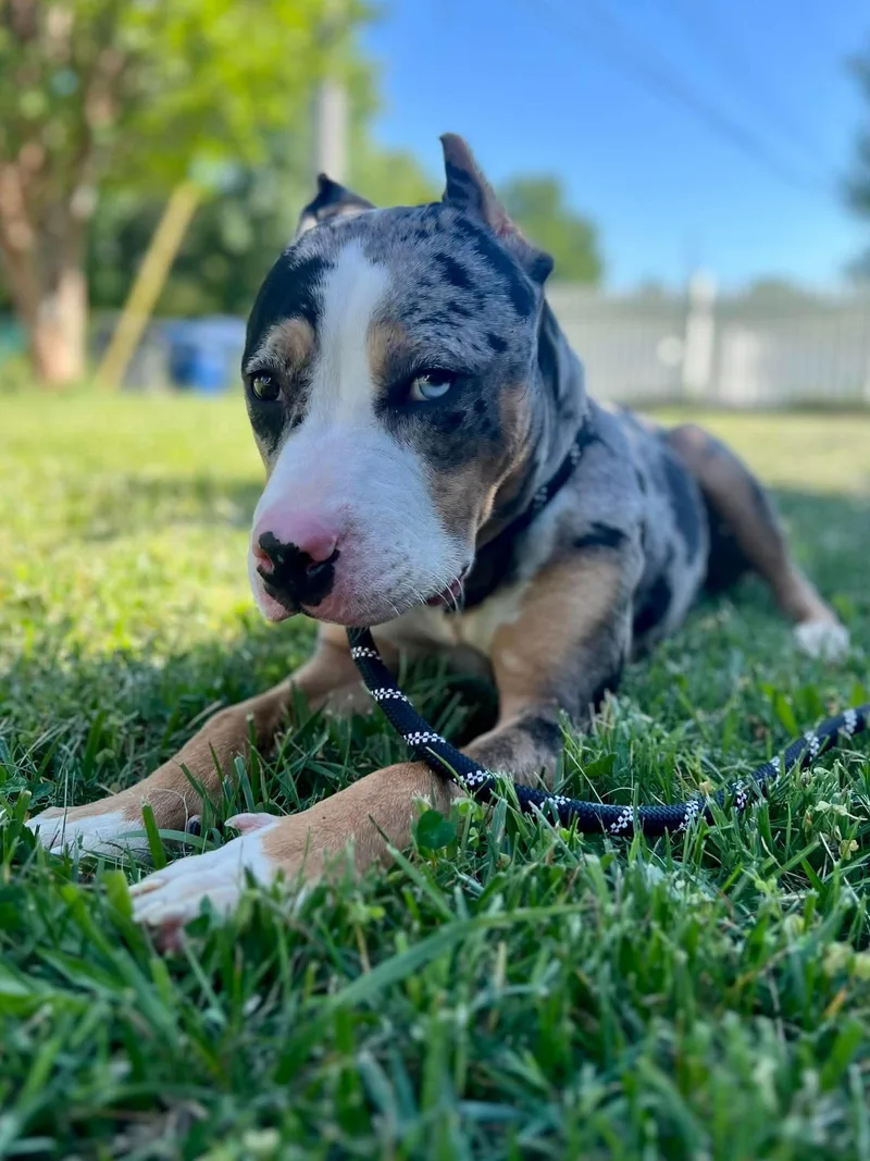 A young medium-sized male Pit Bull Terrier dog named Bodhi for adoption in Rockville, MD