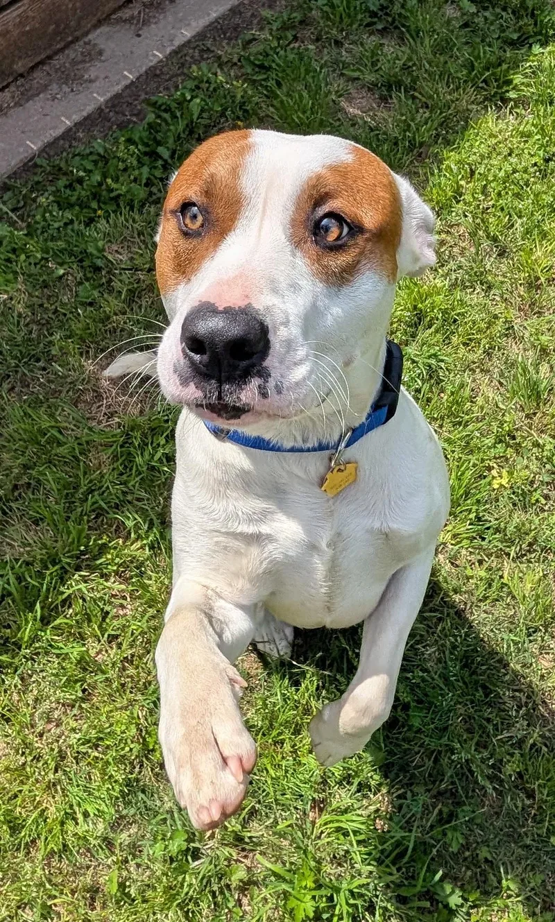 An adult medium-sized male Pit Bull Terrier dog named Hank A for adoption in Plano, TX