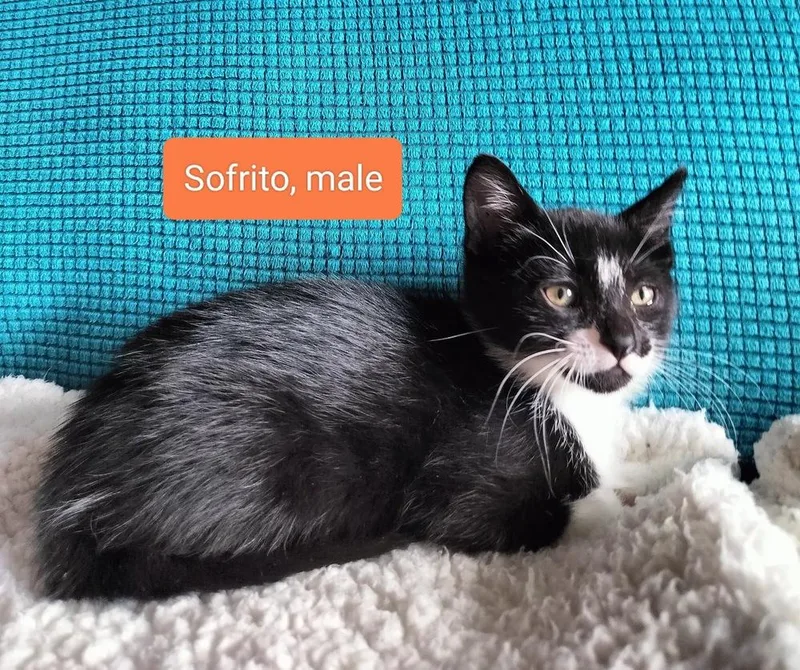 A baby small-sized male Black & White / Tuxedo Domestic Short Hair cat named Sofrito for adoption in Hudson, NH