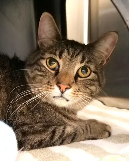 An adult medium-sized male Domestic Short Hair cat named Poppa Bob for adoption in Fishers, IN