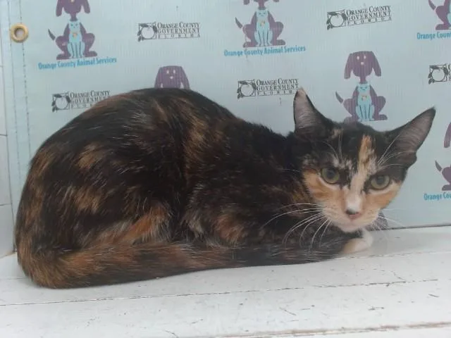 A baby small-sized female Domestic Short Hair cat named A for adoption in Orlando, FL
