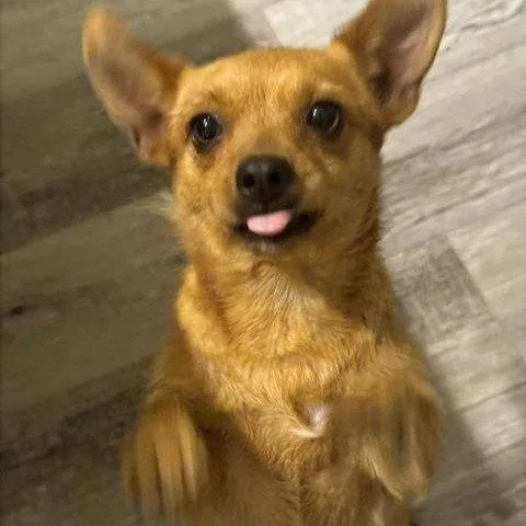 A young small-sized female Dachshund dog named Rubi Bondedtosophie for adoption in Houston, TX