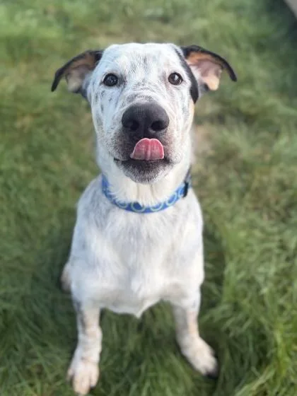 A young large-sized male Australian Cattle Dog / Blue Heeler dog named Dodger for adoption in Jefferson, WI