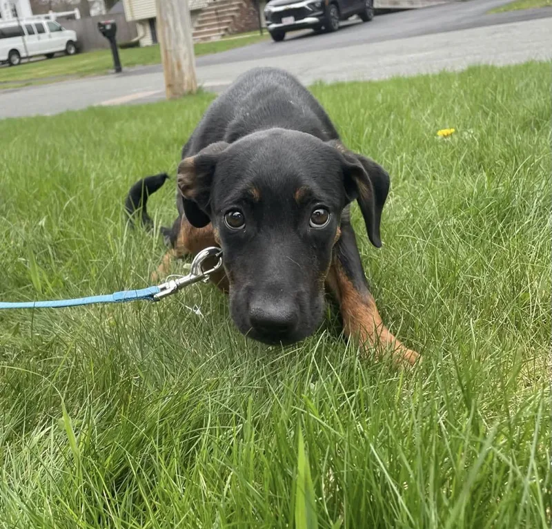 A baby medium-sized female Mountain Cur dog named Wifi for adoption in Pembroke, MA
