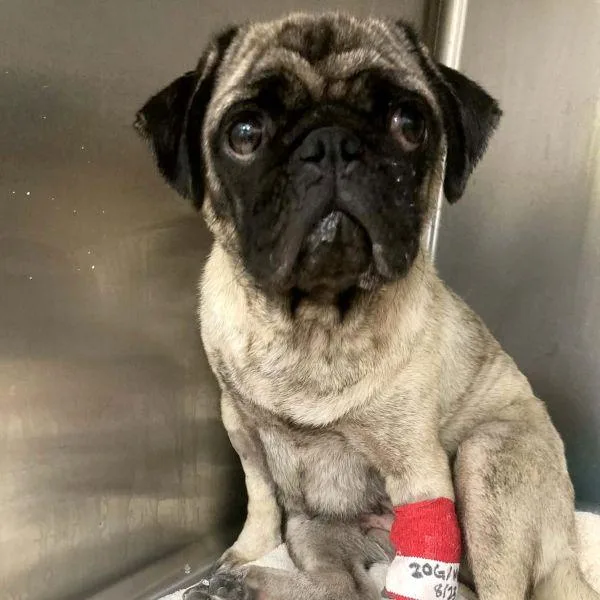 A young small-sized female Yellow / Tan / Blond / Fawn Pug dog named Imani for adoption in Alvin, TX