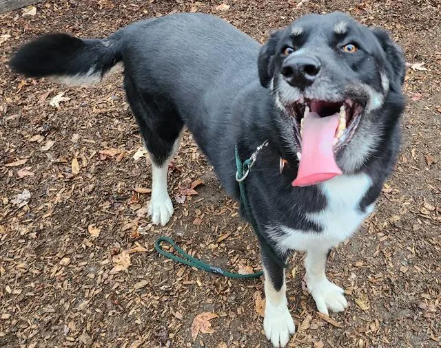 Romondo  Handsome Adventure