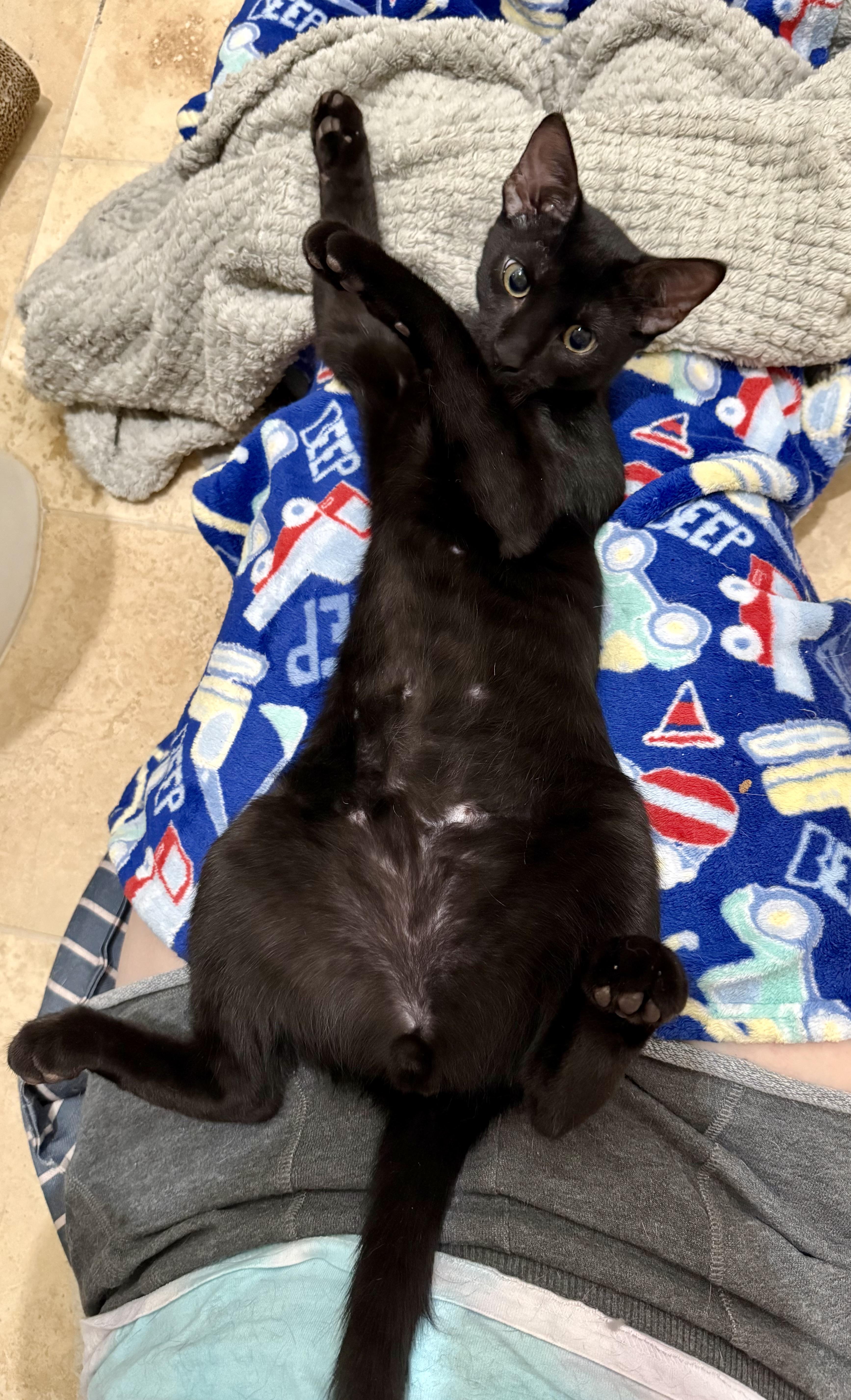 A baby medium-sized male Black Domestic Short Hair cat named Rockstar for adoption in Fort Worth, TX