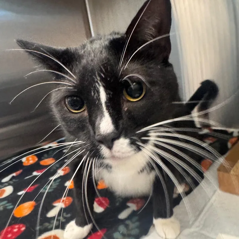 An adult extra large-sized female Black Domestic Short Hair cat named Cuatro for adoption in Clearwater, FL