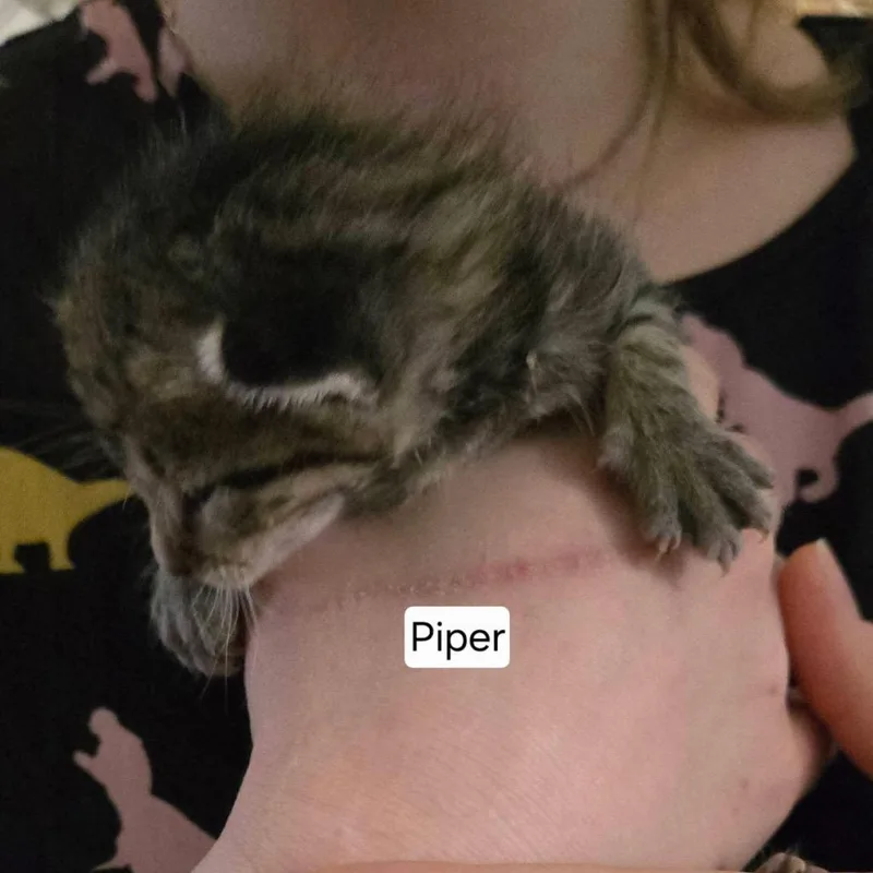A baby small-sized female Gray / Blue / Silver Domestic Short Hair cat named Piper for adoption in Wichita, KS