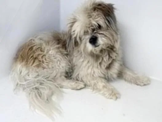 A young small-sized male Maltese dog named A for adoption in Houston, TX