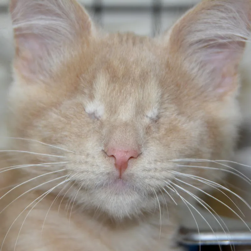 A baby small-sized female Cream / Ivory Domestic Short Hair cat named Zephyr for adoption in Los Angeles, CA