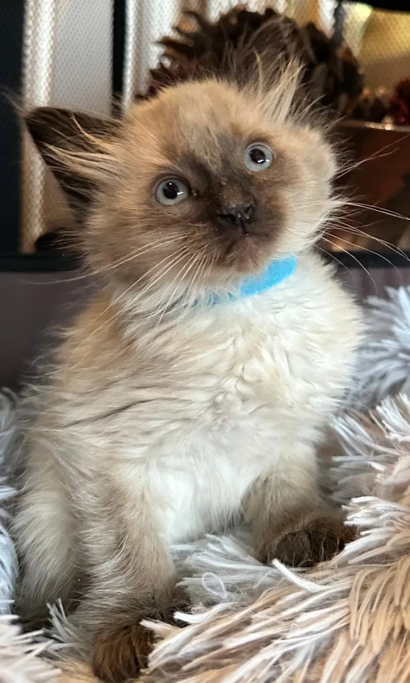 A baby medium-sized male Buff / Tan / Fawn Domestic Medium Hair cat named Kimchee for adoption in Campbell, CA