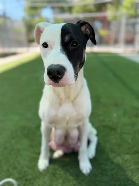 A young medium-sized female Pit Bull Terrier dog named Marble for adoption in Agoura, CA