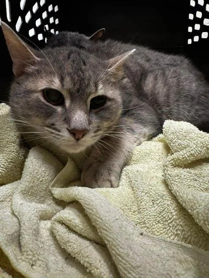 An adult small-sized male Gray / Blue / Silver Domestic Short Hair cat named Ambrose for adoption in Annapolis, MD
